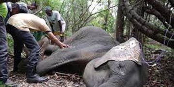 වනජීවීය ඇතුළේ කඹ ඇදිල්ලක්! තුවාල වූ වල්අලි බෙහෙත් නැතිව මැරෙන තත්ත්වයක්!