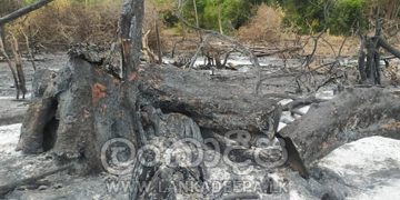 පුත්තලමේ හෙක්ටෙයාර් 100ක කැලෑ ගිනි තියා ඩෝසර් කරයි!