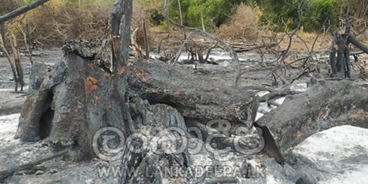පුත්තලමේ හෙක්ටෙයාර් 100ක කැලෑ ගිනි තියා ඩෝසර් කරයි!