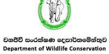 වනජීවිය නිදි! ඇමැති ඉල්ලුවාමත් දෙන්න තොරතුරු නෑලු!