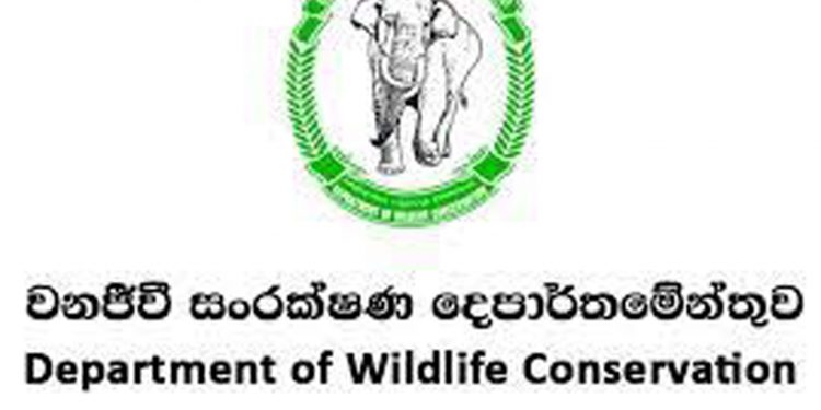 වනජීවිය නිදි! ඇමැති ඉල්ලුවාමත් දෙන්න තොරතුරු නෑලු!