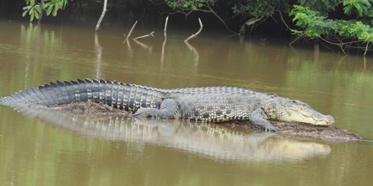 අත්තනගලු ඔයෙන් සුදු කිඹුලෙක් මතුවෙලා!