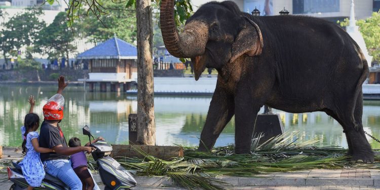 අලි ටික දුන්නාට ගංගාරාමයට හරි සතුටුයි!