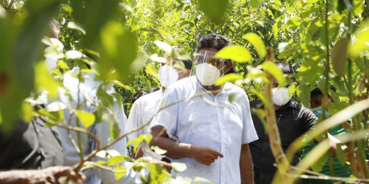 ‘අපි ඉවරයි සර්… අපිව බේරගන්න…’ කුරුඳු ගොවියො සජිත්ගෙන් ඉල්ලයි! ‘ගොවියො ආණ්ඩුවට සාප කරනවා…!’ සජිත් ප්‍රසිද්ධියේම කියයි! (VIDEO & PHOTOS)