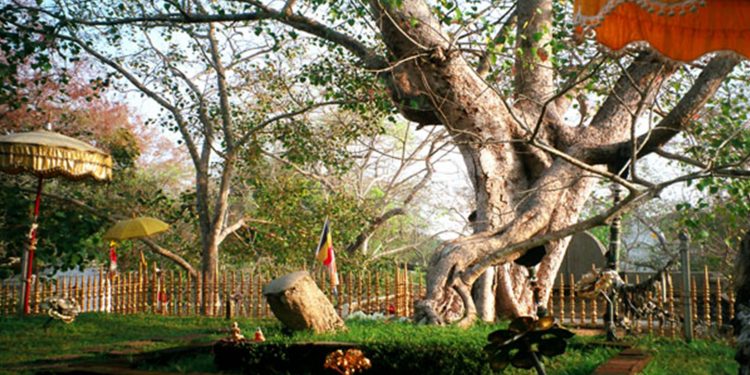අනුරාධපුරයේ කොයිතරම් නියඟ තිබුණත් ශ්‍රී මහා බෝධියට වහින මල් වැස්සේ රහස…