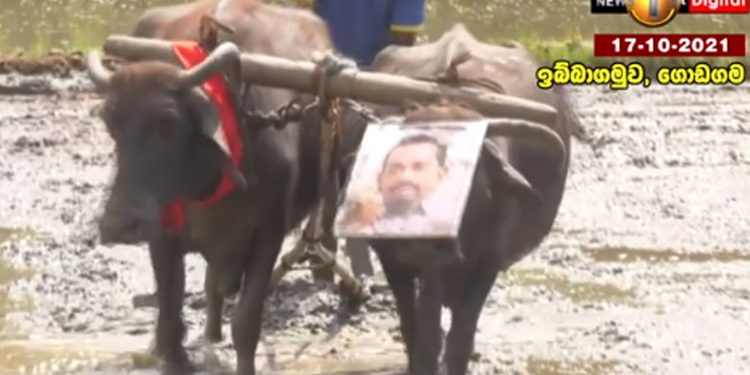 ගොඩගම කුඹුරේදී අමුතු ගොවි විරෝධයක්! (VIDEO)