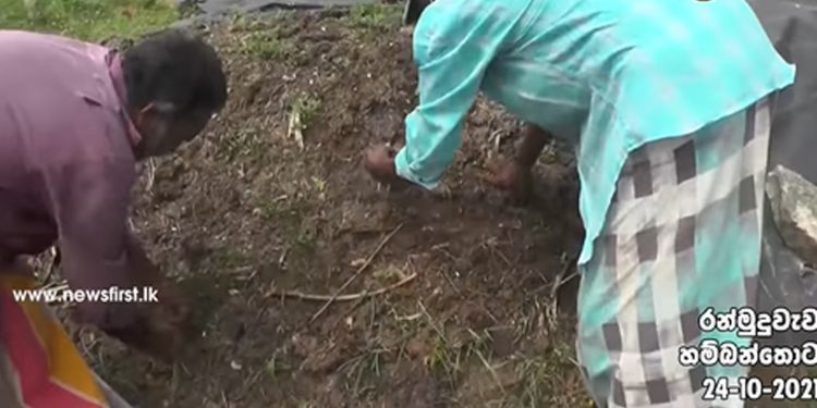 උද්ඝෝෂණ අස්සේ හම්බන්තොට ගොවියො මාර දෙයක් සොයාගනී! ජන්දෙ දුන්නු අයටත් මාර පණිවුඩයක් දෙයි! (VIDEO)