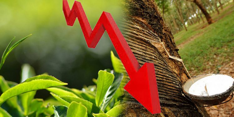 තේ 40%කින් පහළට! රබර් ඉවරෙටම ඉවරයි! වහාම බුද්ධිමත් තීන්දුවක් ගන්න!