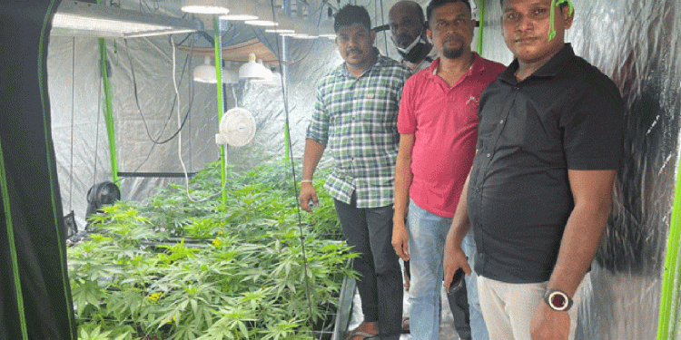තුන්වෙනි තට්ටුවේ ඒසී-ෆෑන්-ලයිට් දාලා හදපු සුපිරි ‘කුෂ්’ වත්තක්!