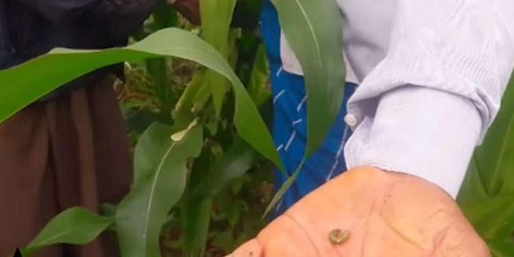 දළඹුවෙක් නිසා ජනාධිපතිට ලොකු ලෙඩක් වැටෙන්නයි යන්නේ! පරක්කු වුණොත් පවුල් පිටින් වහ බොන්නයි හදන්නේ! (VIDEO)