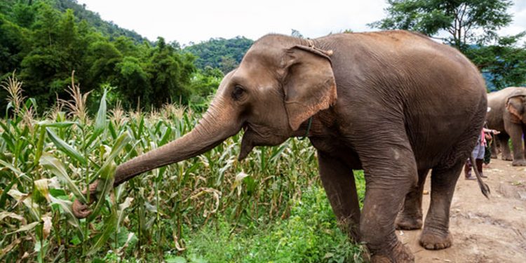 ඇමැති කෙනෙක් ගමකට ගියාම මිනිස්සු වටකර ගනී! අතට තුවක්කු ඉල්ලා මිනිස්සු කෑ ගසති!