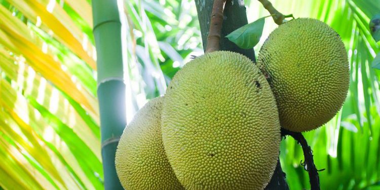 කොස් ගෙඩියක් 1000යිලු! කොස් කොළ ලාබ ඇති!