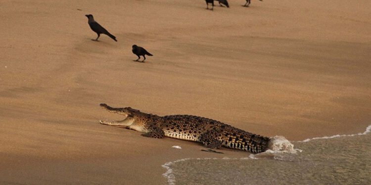 කිඹුල්ලු කොළඹ ආක්‍රමණය කරයිද?