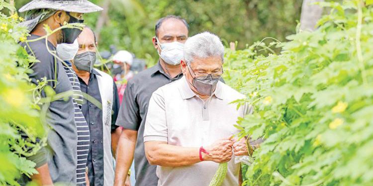 කහ සහ ගෝඨාගේ ඇහැ! (විමලසිරි ජයලත්ගේ රටේ පැත්ත)