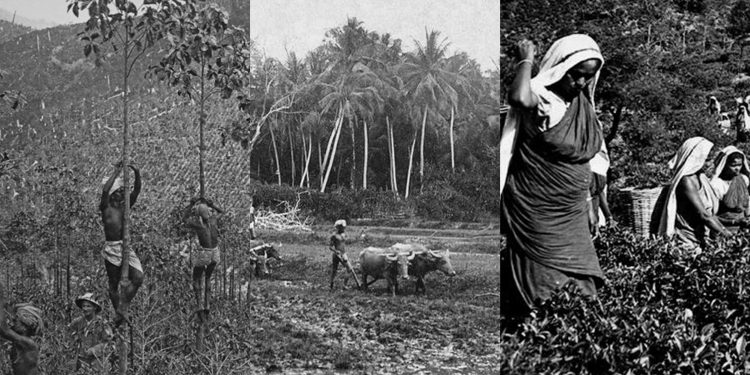 එදා පෙරදිග ධාන්‍යාගාරය හිස් වුණේ මෙහෙමයි…