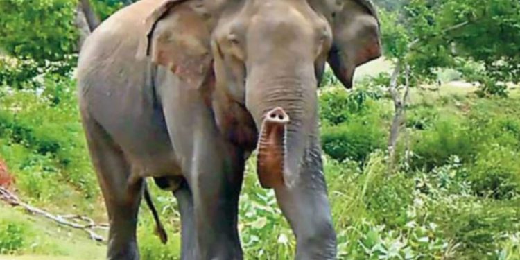 වල් අලියෙක් කෝන්තරයක් පිරිමහයි! අයකු මරා දමා ගෙදර හොයන් ගිහින් ගෙටත් ගහලා! පස්සේ කුඹුරට ඇවිත් කුඹුරත් විනාශ කරලා!
