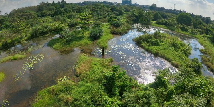 තලංගම ඇවරිහේන තෙත්බිමත් නැත්තටම නැතිවෙයිද?