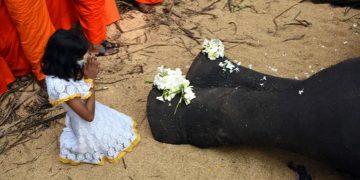 මෙදා වාරේ ඇහැල පෙරහැර පාළු වී යාවී… කන්ද නැගගෙන කවුරු එනකල් හිඳින්නද පේවී…