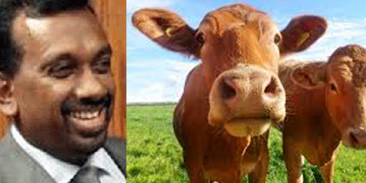 මහින්දානන්ද කිරි ගවයො 5000ක් ලංකාවට අරන් ඇවිත් ලොකු වැඩක් කරන්න ලෑස්ති වෙයි!