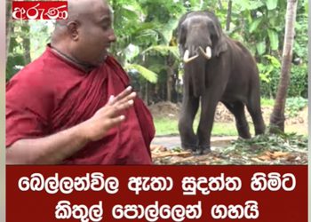 මාගල්කන්දේ හාමුදුරුවො වොයිස් කට් එකක් දෙද්දී බෙල්ලන්විල ඇතා කිතුල් පොල්ලෙන් ගහයි! (VIDEO)
