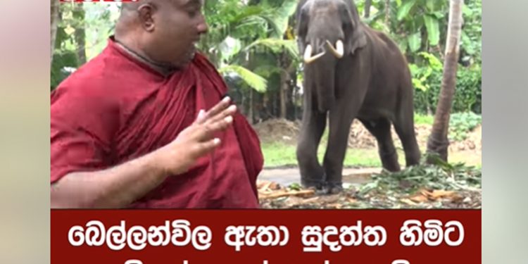 මාගල්කන්දේ හාමුදුරුවො වොයිස් කට් එකක් දෙද්දී බෙල්ලන්විල ඇතා කිතුල් පොල්ලෙන් ගහයි! (VIDEO)