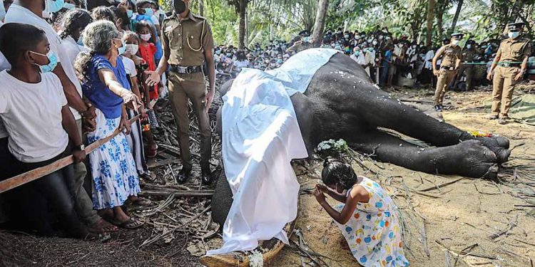 රට පුරා කෝලාහල මතුවීමට… බලගතු ආණ්ඩු පෙරළීමට… අගමැති ගෙදර යාමට… රටම අර්බූදයකට තල්ලු වීමට… දළදාව වැඩම කරවූ මගුල් ඇතු ‘නැදුන්ගමුවේ රාජා’ මියැදීම හේතුවක් වුණාද?