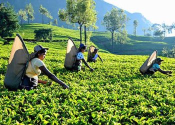 ගෝඨාගේ ඉතිහාසගත තවත් වැරැද්දක ප්‍රතිපල එළියට එයි! වසර 23කට පසු අඩුම තේ අපනයනය මේ කාර්තුවේ!