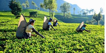 ගෝඨාගේ ඉතිහාසගත තවත් වැරැද්දක ප්‍රතිපල එළියට එයි! වසර 23කට පසු අඩුම තේ අපනයනය මේ කාර්තුවේ!