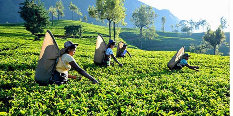 ගෝඨාගේ ඉතිහාසගත තවත් වැරැද්දක ප්‍රතිපල එළියට එයි! වසර 23කට පසු අඩුම තේ අපනයනය මේ කාර්තුවේ!