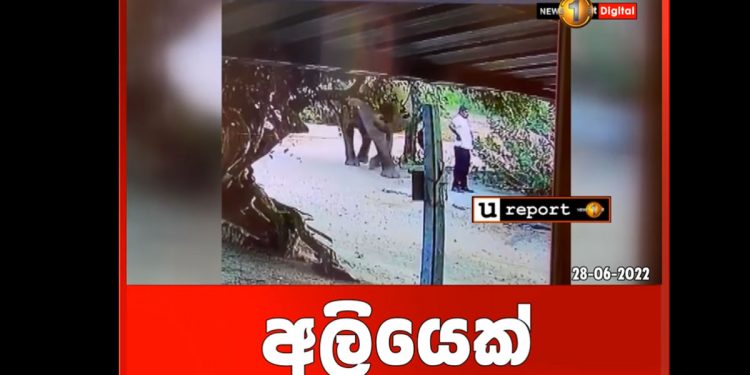 තමන් යන පාරේ හිටගෙන හිටපු මනුස්සයෙක්ට වල් අලියා කරපු දේ! බැලුවාම හැමෝටම හිනා යන වීඩියෝ එකක්! (VIDEO)