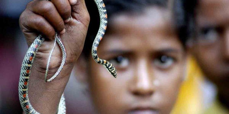 රෝහලේ බෙහෙත් තිබිලා නෑ! කිසිම ෆාමසියකත් නෑ! පොළොඟෙකු දෂ්ට කර අනුරාධපුරේ සිසුවකු මියයයි! ගිය මාසෙට ළමයි 6 දෙනෙක්ම සර්ප විසට මැරිලා!