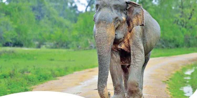 ජැක්සන්ව ICU එකට යවපු වල් අලියට වෙලා තියෙන දේ!