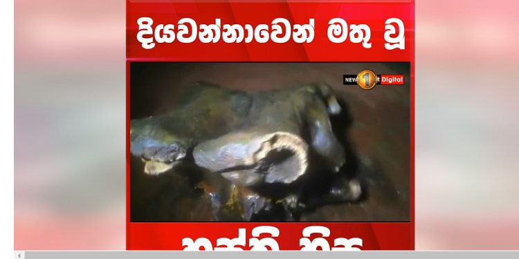 නැති වුණු T56ක් ගිය සතියෙ මතු වෙනවා! මෙන්න මේ සතියෙ අලි ඔළුවක් මතු වෙනවා! මොකද්ද මේ දියවන්නාවට වෙලා තියෙන්නේ! (VIDEO)
