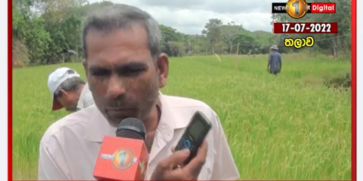 තෙල් ඇමැතියා කියන ‘ලප්ලොප්’ කුණුහරුප ඔබන්න පුලුවන්ද අපේ ෆෝන්වලින්! එක පාරක් ඇමැතියා දුන්නා ටෝකන්! සති ගණන් පෝලිමේ ඉඳලා තෙල් නැතිව ගෙදර ආවා! ‌මේ කාලකණ්නි ටික ඇවිත් රට කෑවා! මුන් එන්නේ රට සිංගප්පූරුවක් කරන්න කියලා! අන්තිමේ හොරා කාලා පනින්නෙත් සිංගප්පූරුවට! තලාව ගොවියකුගේ වේදනාව..! (VIDEO)