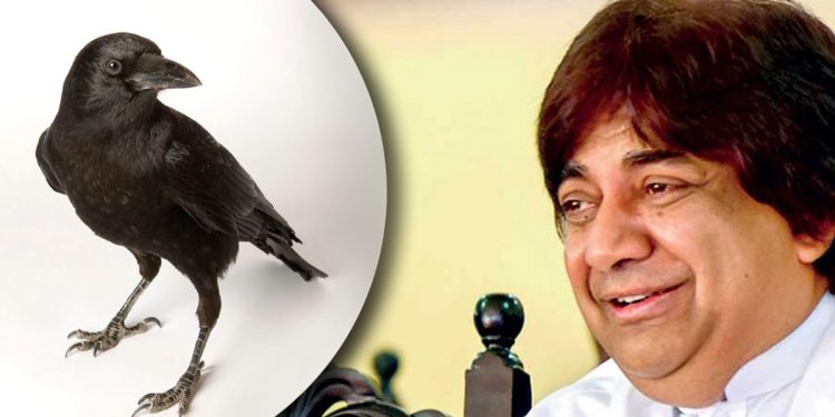 ආණ්ඩුව පාලනය කරන්නේ කපුටා! අමරවීර මහත්තයො ඔයාට ඕනෙ නම් දඬුලේනා වෙනස් කරලා ජාතික සත්වයා හැටියට කපුටව දාගන්න! (VIDEO)