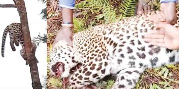 වන ජීවිය කොටියට කළේ මහදැනමුත්තා එළුවාට කළ වැඩේමද?