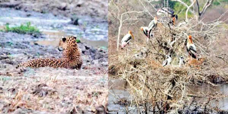 යාල යන අය කලාප දෙක ගැන දැනගන්න…