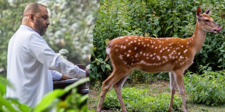 වනජීවී ඇමැති හිටපු වාහනේට යටවෙලා මුවෙක් මැරිලා! පිටරටක වුණා නම් ඇමැති කපෝති! ඒත් ලංකාවේ එහෙම වෙන්නෙ නෑ!