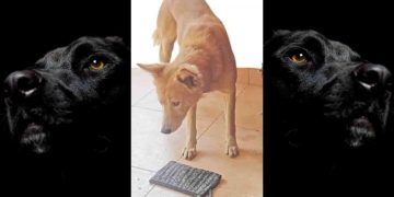 මිනිස්සු බලුවැඩ කරද්දී බල්ලෙක්ගේ මනුස්සකම…