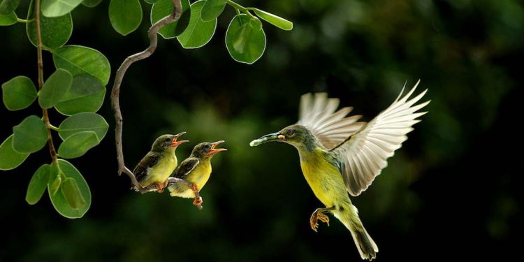 Wild Sri Lanka තරගාවලියට ඡායාරූප එවන්න!