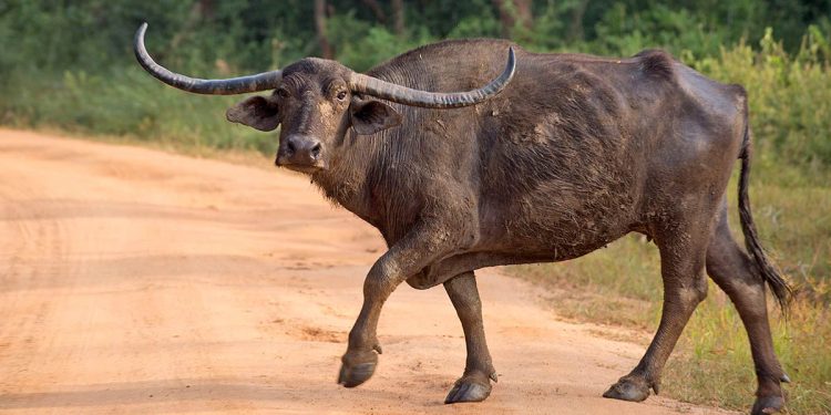 රටේම ඉන්න මී හරක් ගණන පළමු වතාවට එළියට එයි!