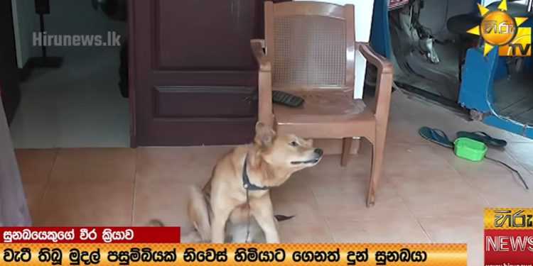 මිනිස්සු බල්ලන්ටත් එහා බලු වැඩ කරන කාලේ මිනිහෙක්වත් නොකරන වැඩක් කළ මාර බල්ලෙක්! (VIDEO)