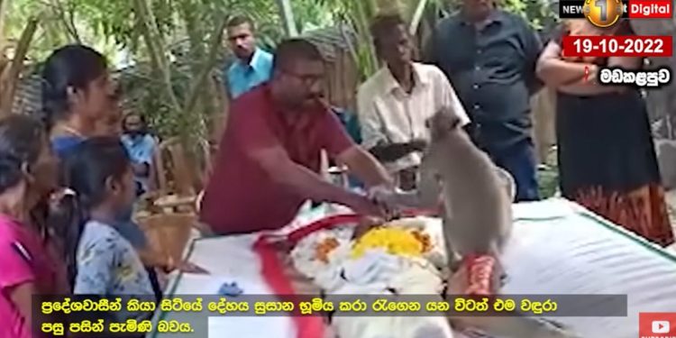 මඩකලපුවේ අරුම පුදුම සිදුවීමක්! කන්න දීපු ස්වාමියා මැරුණාම වඳුරෙක් නොකා නොබී   සිරුර අසලම දින ගණනාවක් ඉඳලා! (VIDEO)