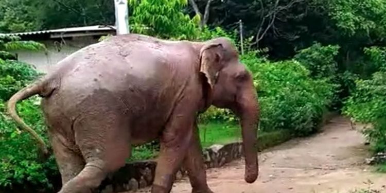 ලයිට් කපපු දිඹුලාගල ආරණ්‍ය සේනාසනයට අද වල් අලි කඩා වැදිලා! බලන්න සේනාසනය ඇතුළටම එන ලස්සන! (VIDEO)