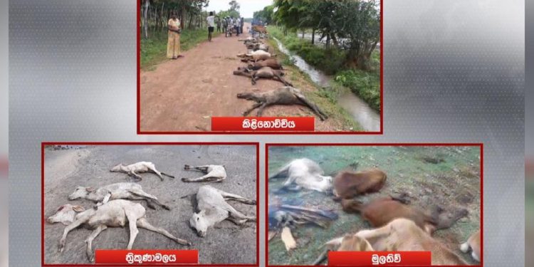 උතුරු නැගෙනහිර හරක්-එළුවො හදිසියේම මැරුණු හේතුව හොයාගනී!