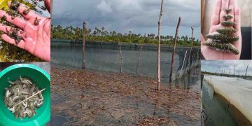 කවුරුත් දන්නෙ නැහැ නේද චීන්නු යාපනයේ වවල තියෙන ඩොලර් ගහ ගැන? එහෙනම් දැනගන්න…