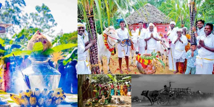 පෝංගලේ පෝංගල්..! මාට්ටු පොංගල්…!