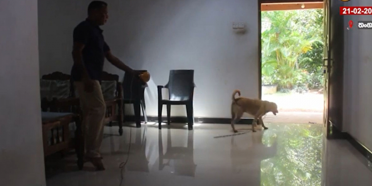 ගෙවල් ඉස්සරහා උදේට බල්ලො ජරා කරනවද? මෙන්න මරු විසඳුමක්! තංගල්ලේ තරුණයෙක් බල්ලො එළවන අලුත් බල්බ් එකක් හදයි! VIDEO
