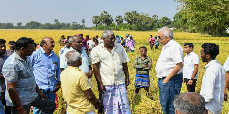 රනිල් යාපනේ ගිහින් කුඹුරකට බහී! වී කිලෝවකට 100ක් දෙන්නම් කියයි! PHOTO
