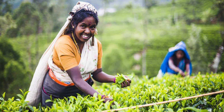 අපි ණයගැති වෙමු සුකොමල දෑතට තේ දළු නෙළන ලඳේ…